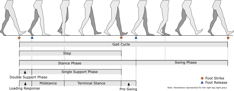 gait cycle foot